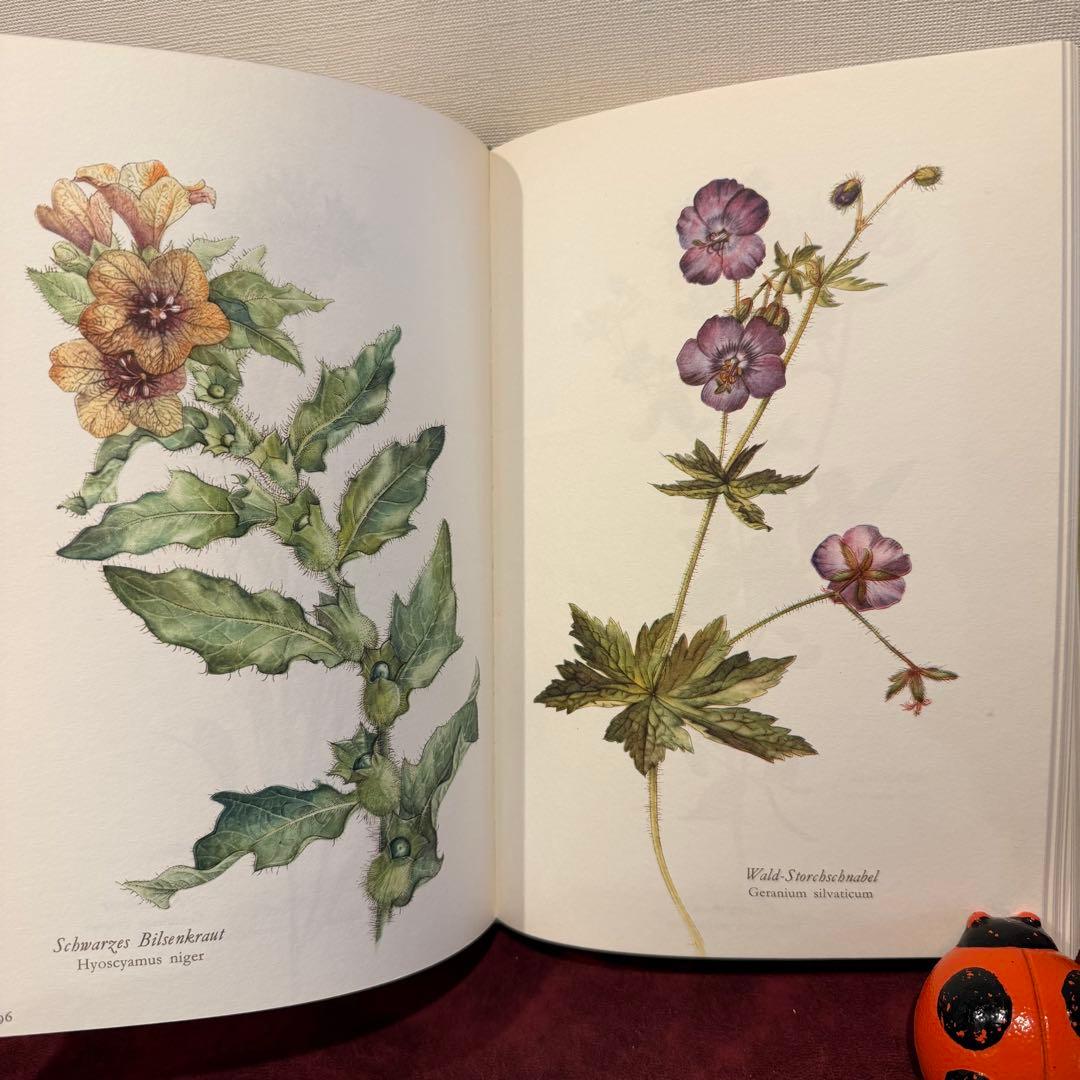 314③1980年ドイツElsa Flesko植物図鑑植物画　ジャンクジャーナル