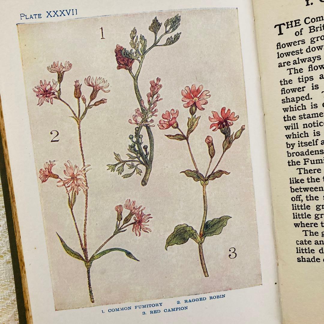 洋書　古書　アンティーク　イギリスの植物図鑑　美しいカラー図版48点♡