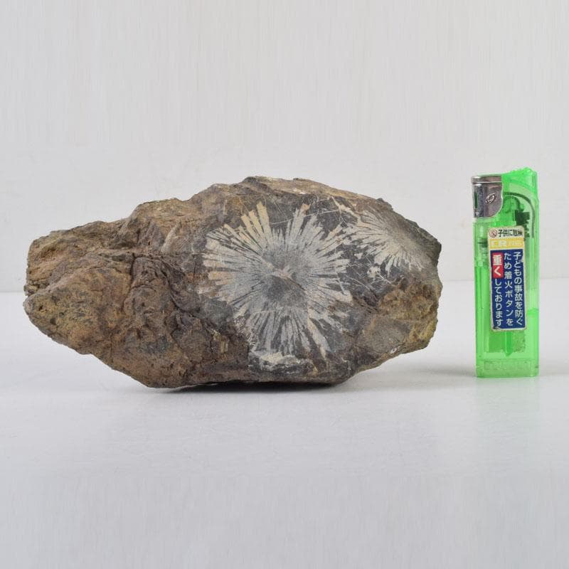 eyeknow74　鑑賞石　菊花石　置物　重さ約807g　N　8803