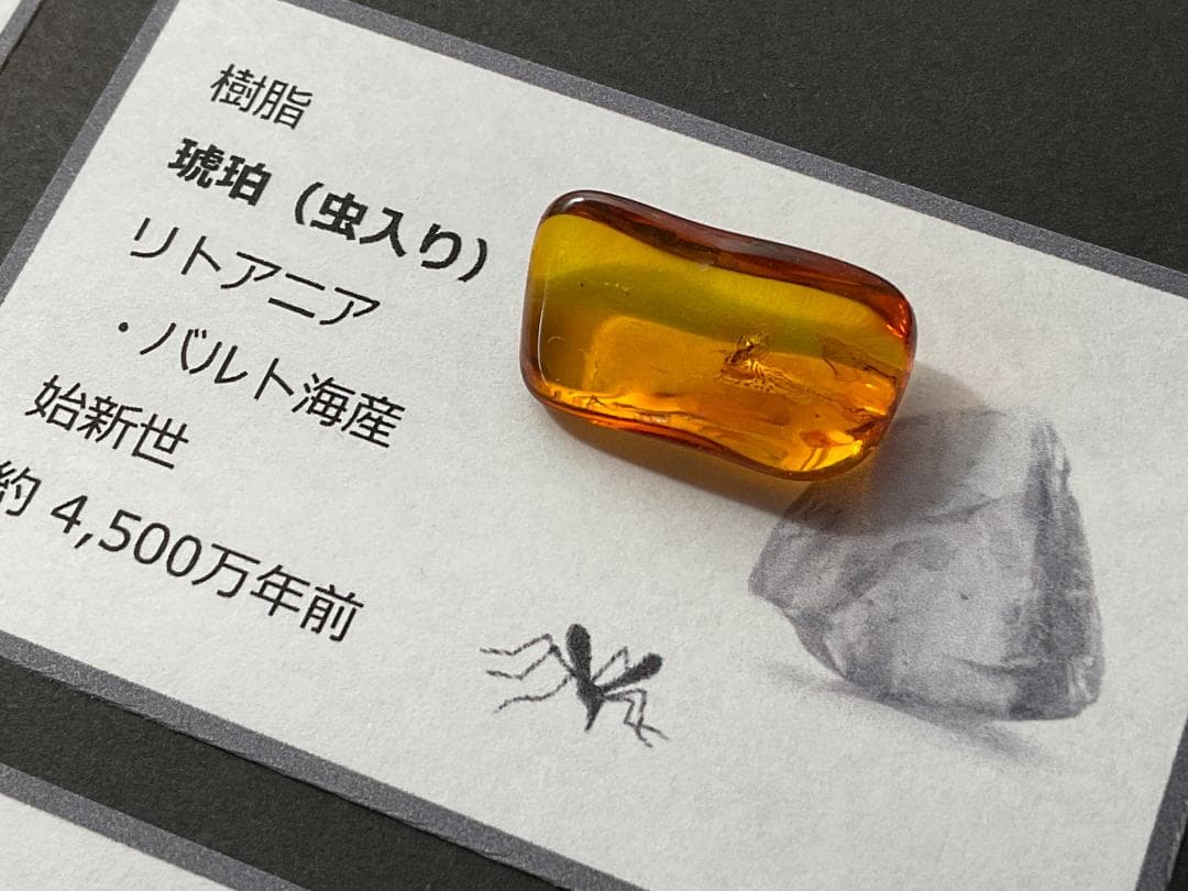 化石 4種 [ZE21] ティラノサウルス モササウルス トリケラトプス 琥珀